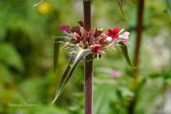 Morina longifolia